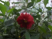 HPIM1060.webp