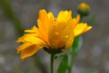 Ringelblume_00001.webp