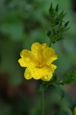 Großes Fingerkraut_32529.webp