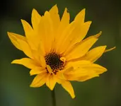 Sonnenblume 141012.webp