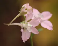 unbekannt 141012.webp