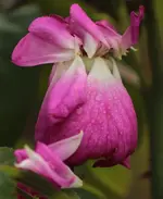 Rose verblueht.webp