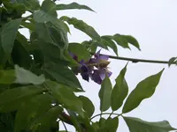 012.webp