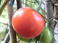 CIMG9379.webp