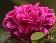Rose de Resht 141012.webp