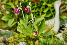 Stg 14-10-12-3756.webp