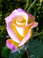 009k.webp
