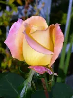 011k.webp