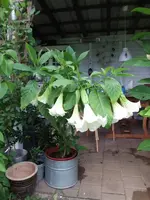 2014-08-12 Engelstrompete big.webp
