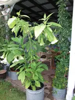 2014-08-12 Engelstrompete very big.webp