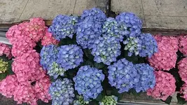010.webp