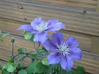 033.webp
