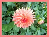 037.webp