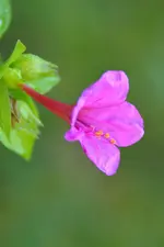 Wunderblume_00001.webp