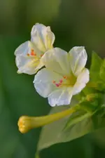 Wunderblume_00002.webp