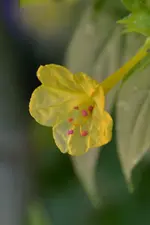 Wunderblume_00003.webp