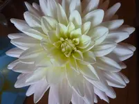 P1090361.webp