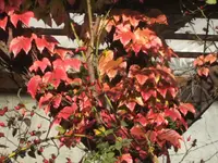 BILD3544.webp