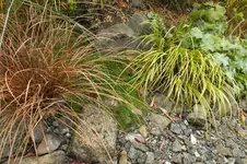 Kalmus Acorus gramineus.webp