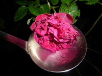 P1210645.webp