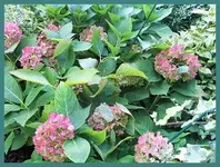 032.webp