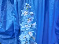 CIMG0534.webp