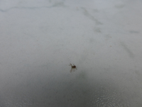 P1210698.webp