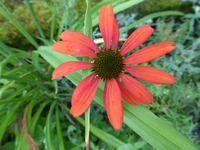 P1170310.webp
