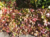 BILD3538.webp