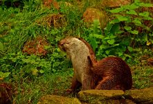 Otter1_800.webp