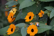 Schwarzäugige Susan.webp