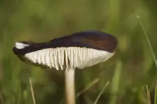 Pilz.webp