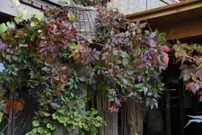 Wilder Wein.webp