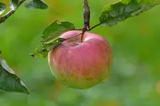 Herbst_30934.webp