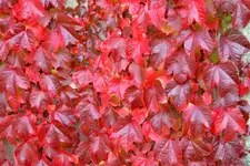 Herbst_30933.webp