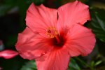 Hibiskus_31446.JPG