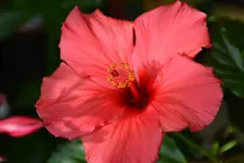 Hibiskus_31446.webp