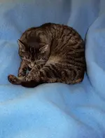 blue (17).webp