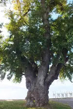 DSCF8163 (2).webp
