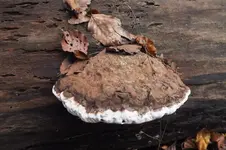 DSCF8409.webp