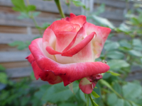 P1190009.webp