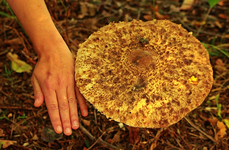 Pilz_Parasol_ gross wie Pfannkuchen_640.webp