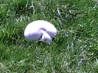Ein Bovist auf der Schafalm.webp