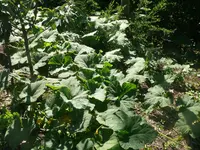 Kürbis-Wald1.webp