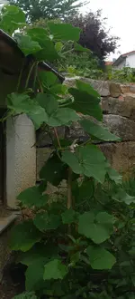 Kürbis_dach.webp
