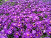 aster amellus Butzemann.webp