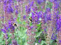 salvia markus.webp
