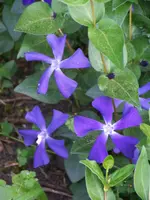 vinca major.webp