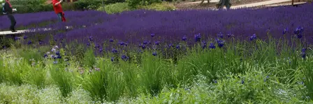 blaues Feld.webp