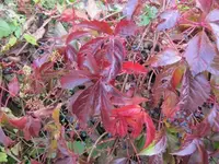 006.webp